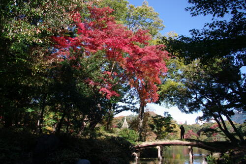 六義園の紅葉