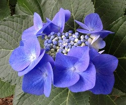 代々木公園のアジサイ.jpg