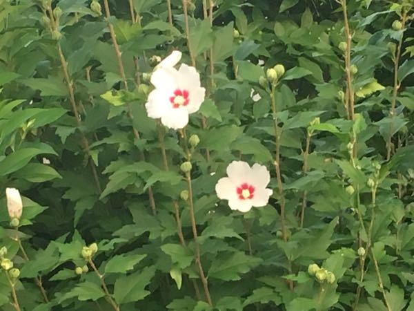 ムクゲ 槿 フヨウ 芙蓉 ハイビスカスなどアオイ科の花の違い テヘペロ父ちゃんの 人生をとことん楽しむ 楽天ブログ