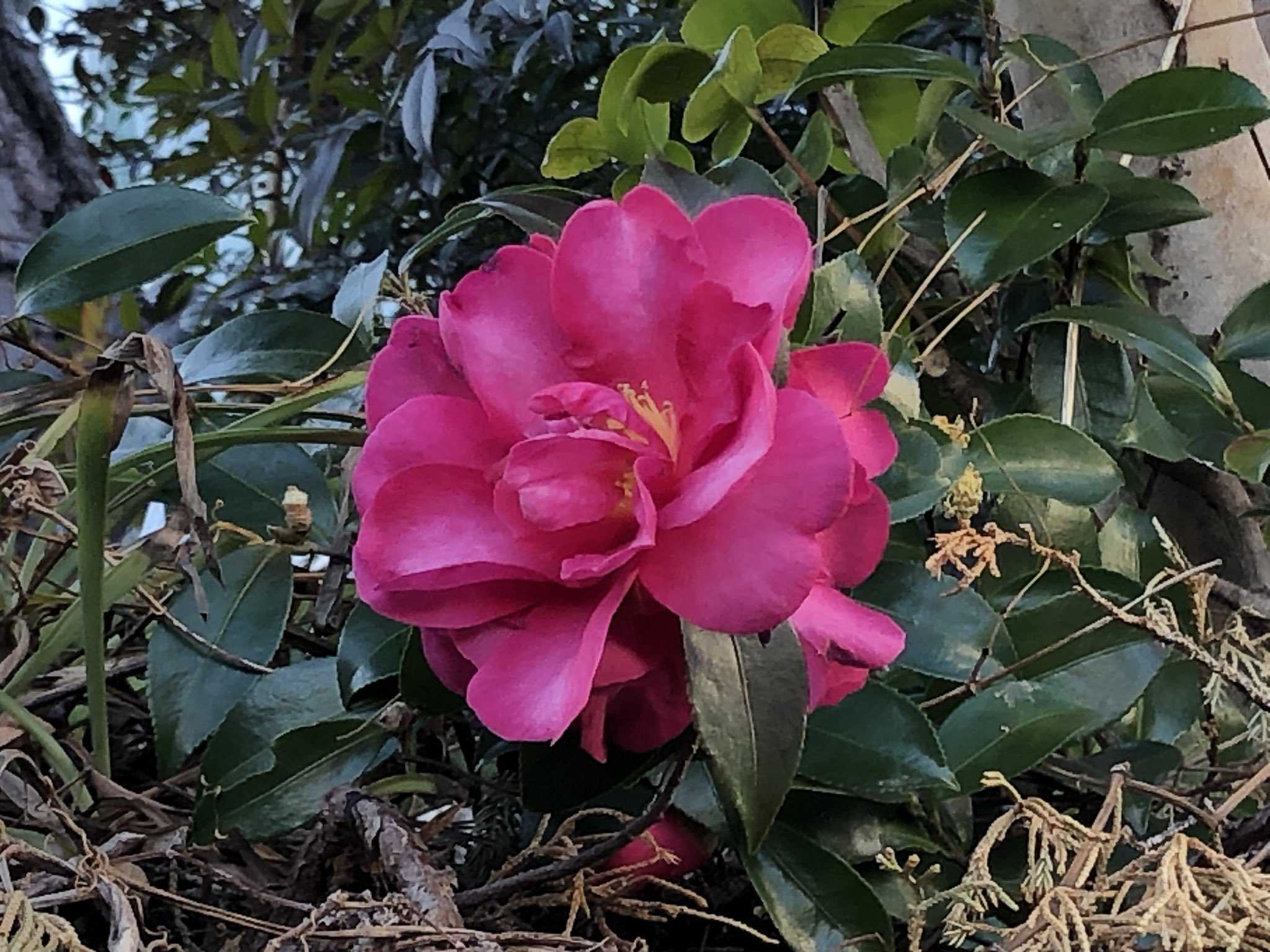 当館の椿が見頃 伊豆 ホテル伊東ガーデンの伊東温泉色々ブログ