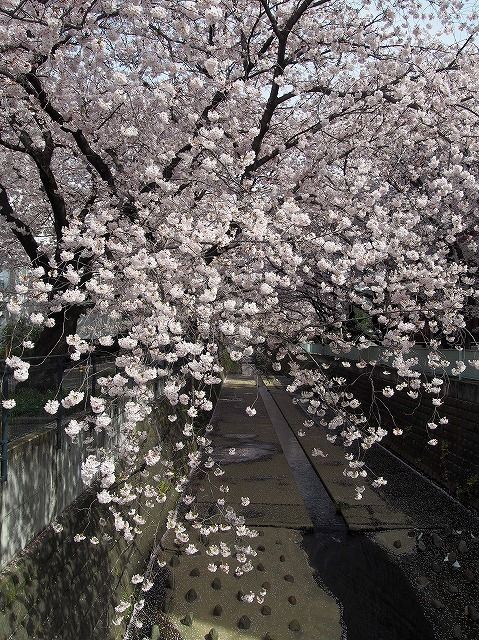 ２０１７年の桜 麻生川 生田緑地 七輪な生活 そして 東京の自然 楽天ブログ