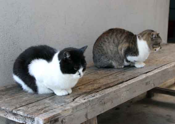 我が家のニャンコ♪2013/12/8-2