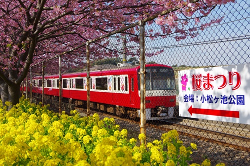 三浦海岸の河津桜