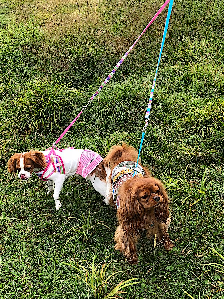 rblog-20180822205519-00.jpg