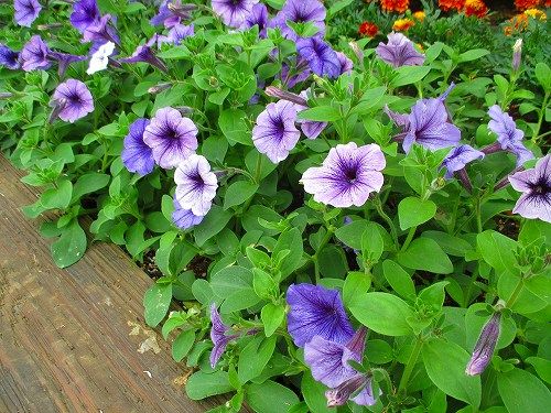 あの会社が品種改良した花 おとっつぁん いろいろやっちょります 楽天ブログ