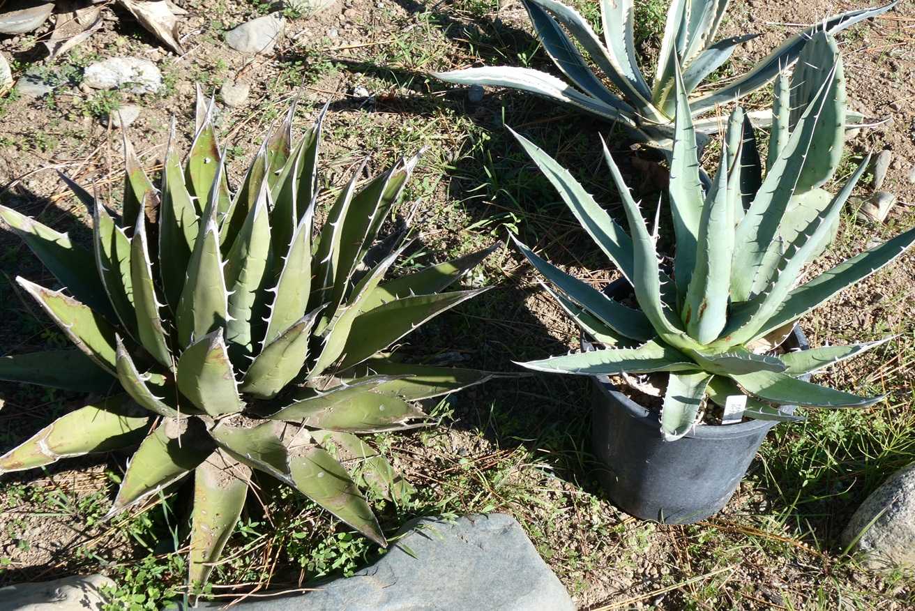 アガベ・パープソラム(Agave purpusorum)～ハウス育ちの鉢植え苗