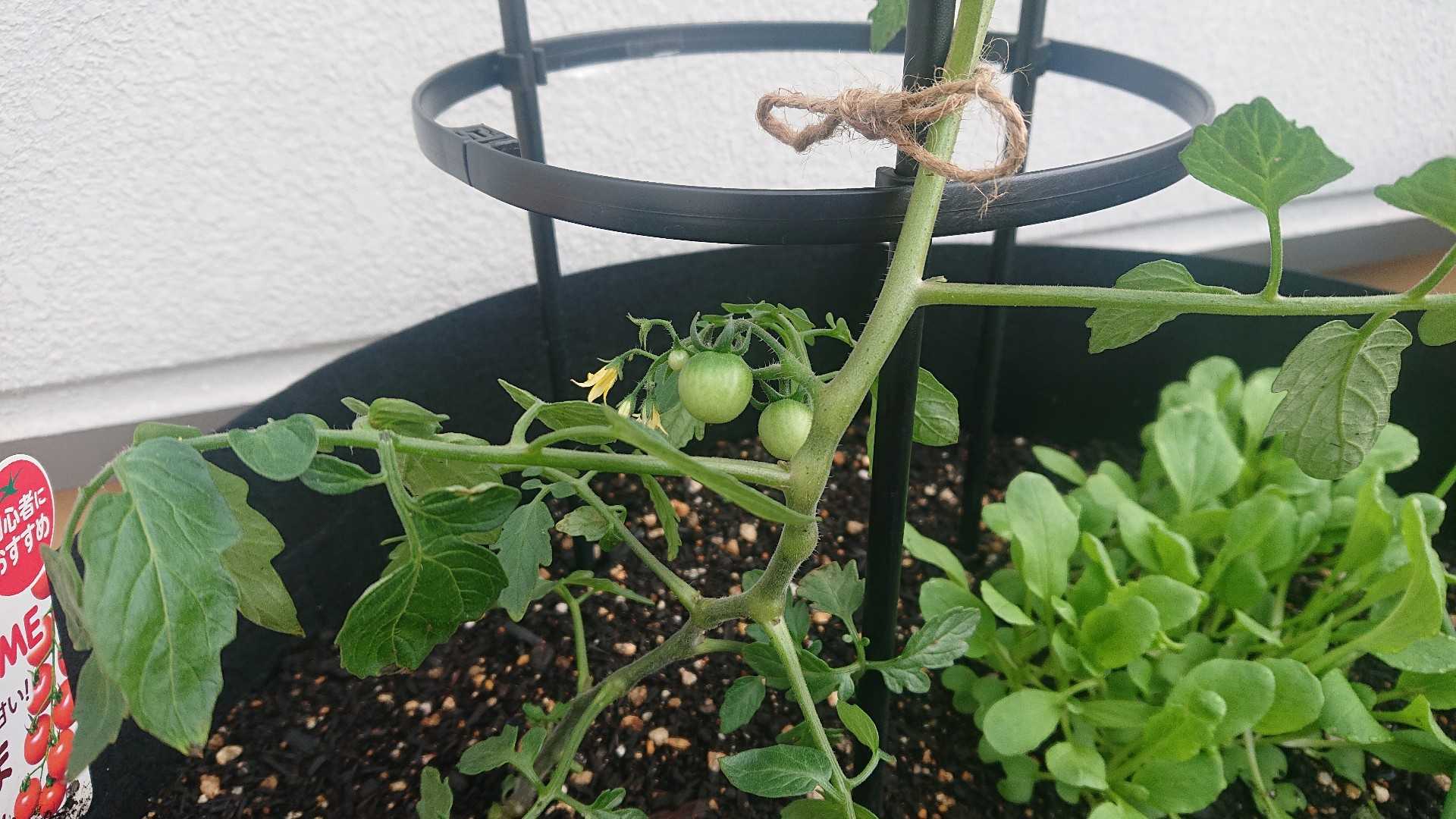 野菜たち 晴耕雨縫 楽天ブログ
