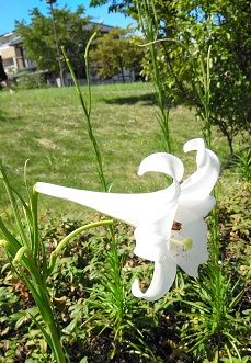 天敵 ナメクジ