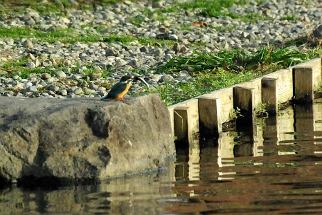 74.自分の体と同じくらいの長さの魚を飲み込もうと