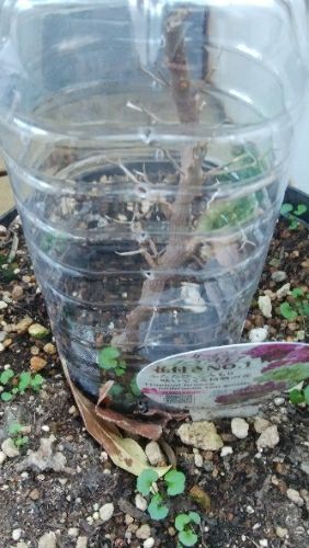 rblog-20171217074828-01.jpg