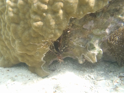 沖縄磯採集2013年5月下旬31　シュノーケリング　ハナミノカサゴ（Pterosis volitans）