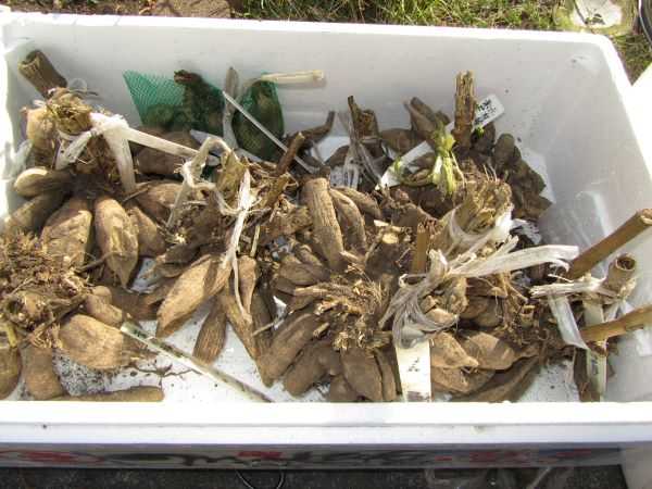 ﾀﾞﾘｱ ｵｶﾜｶﾒ 東苗穂のふれあい野菜市のブログ 楽天ブログ