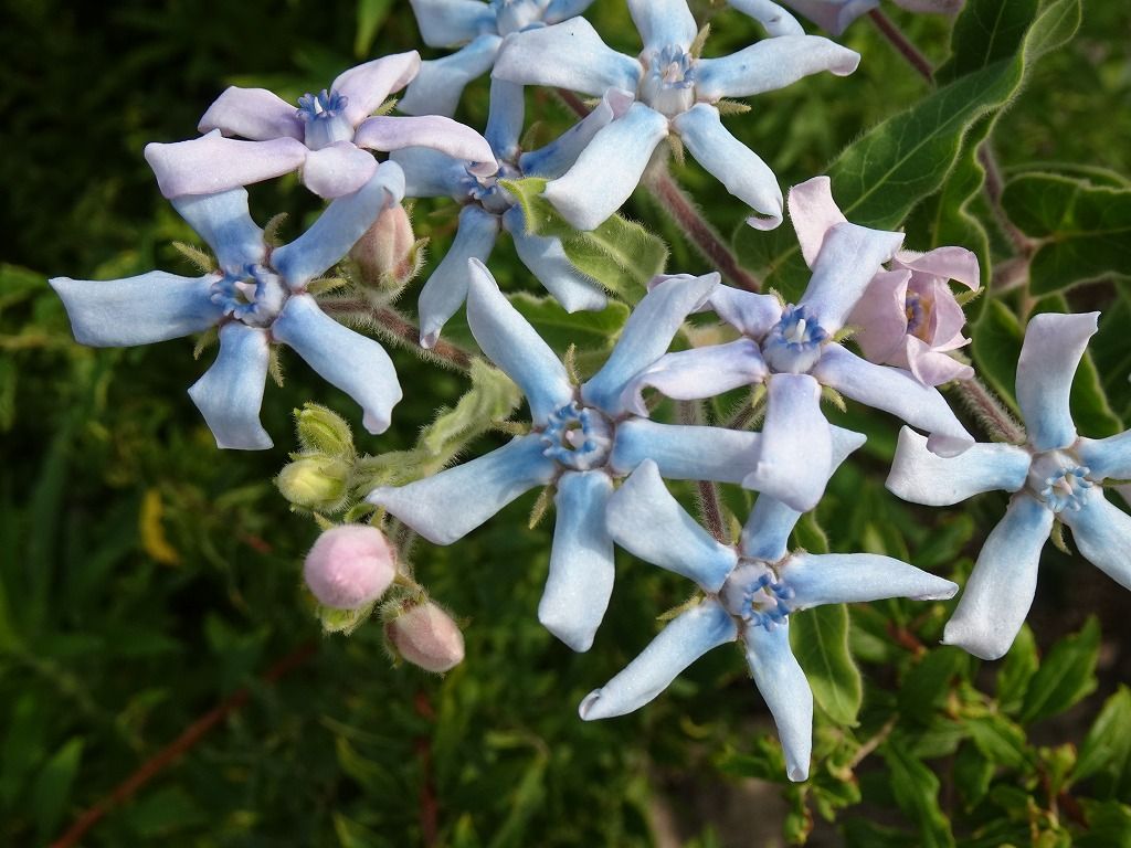 8月16日 今日の一花 その２ オキシぺタラムブルースター Gazengamaのブログ 散歩中に出合った花と趣味の陶芸作品 楽天ブログ