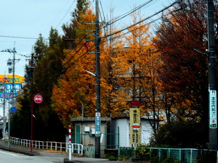 街路樹　11.21　2015　ｐ