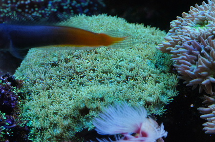 2013_0322ｽﾘﾊﾞﾁ0002.JPG