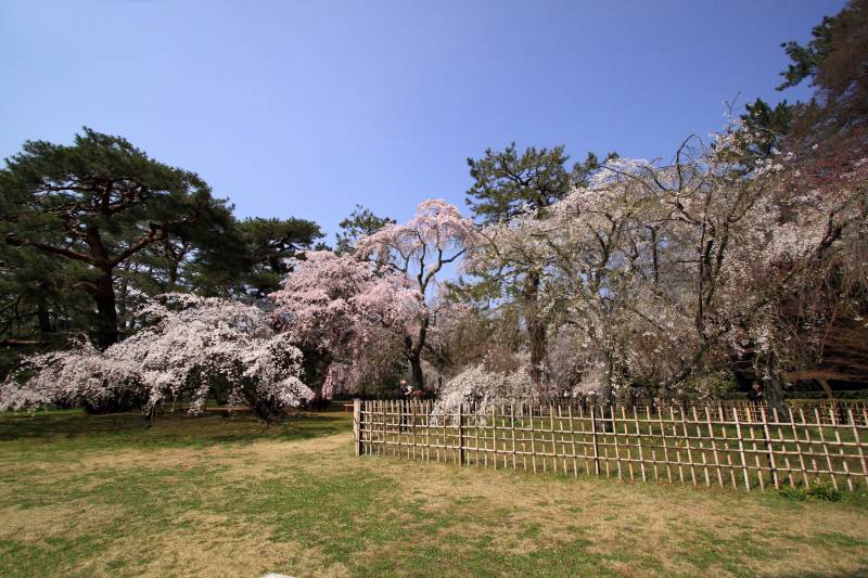 近衛邸跡糸桜_002.jpg