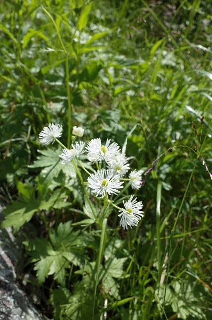 北アルプス・立山（雄山）は、花盛り！ | やまぶろぐ・登る呑む撮る滑る山ブロガー - 楽天ブログ