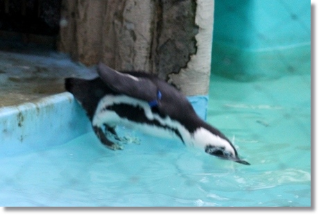 東京旅行-105 ケープペンギン-5 13.10.5