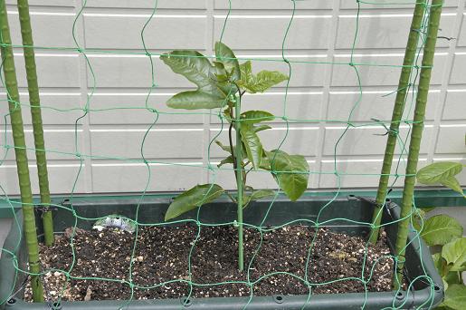 緑のカーテン20-5-'12 002.JPG