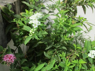 IMG_1251ss.jpg