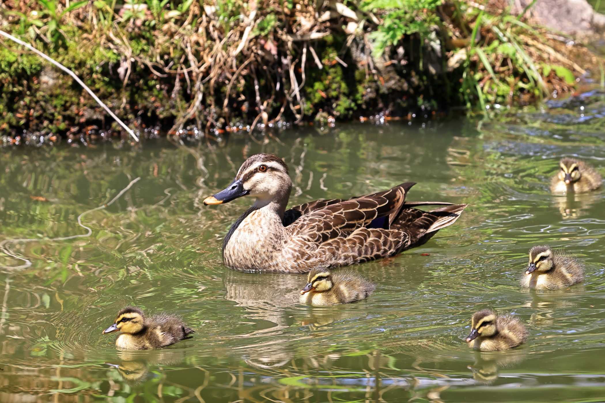 カルガモ親子 <再会> | 野鳥ブログ イノセントBIRDER - 楽天ブログ
