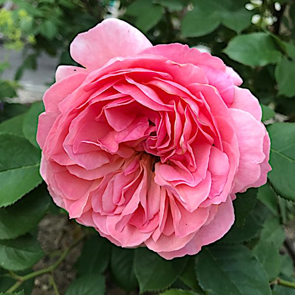 rblog-20170601210710-01.jpg