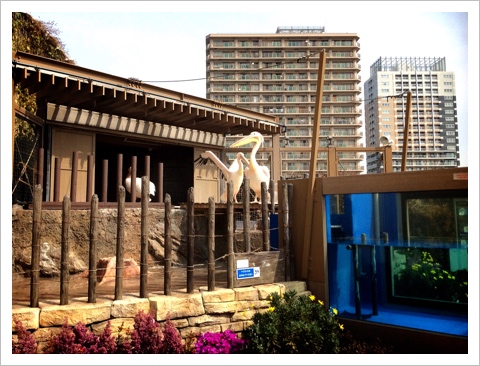 サンシャイン水族館・ペリカン