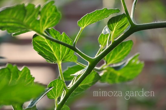 トマトの茎と葉