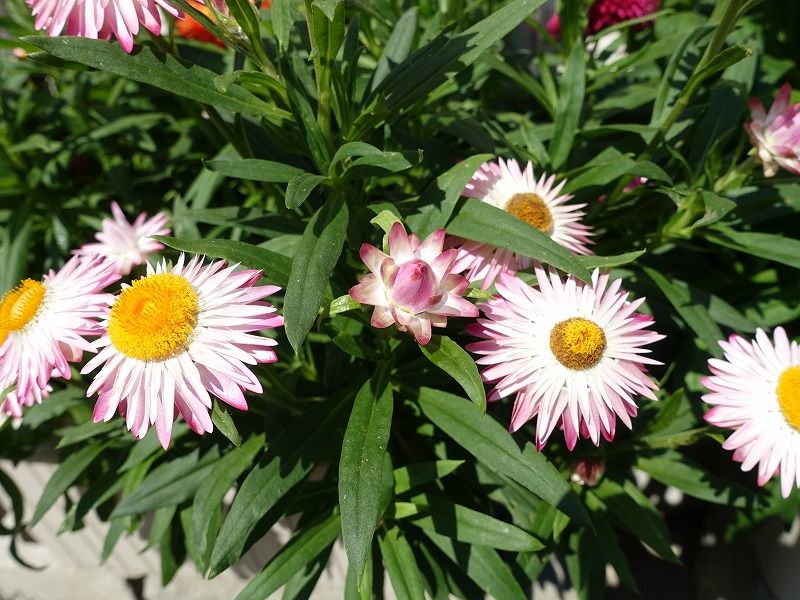 5月30日 今日の一花 ムギワラギク 麦藁菊 Gazengamaのブログ 散歩中に出合った花と趣味の陶芸作品 楽天ブログ