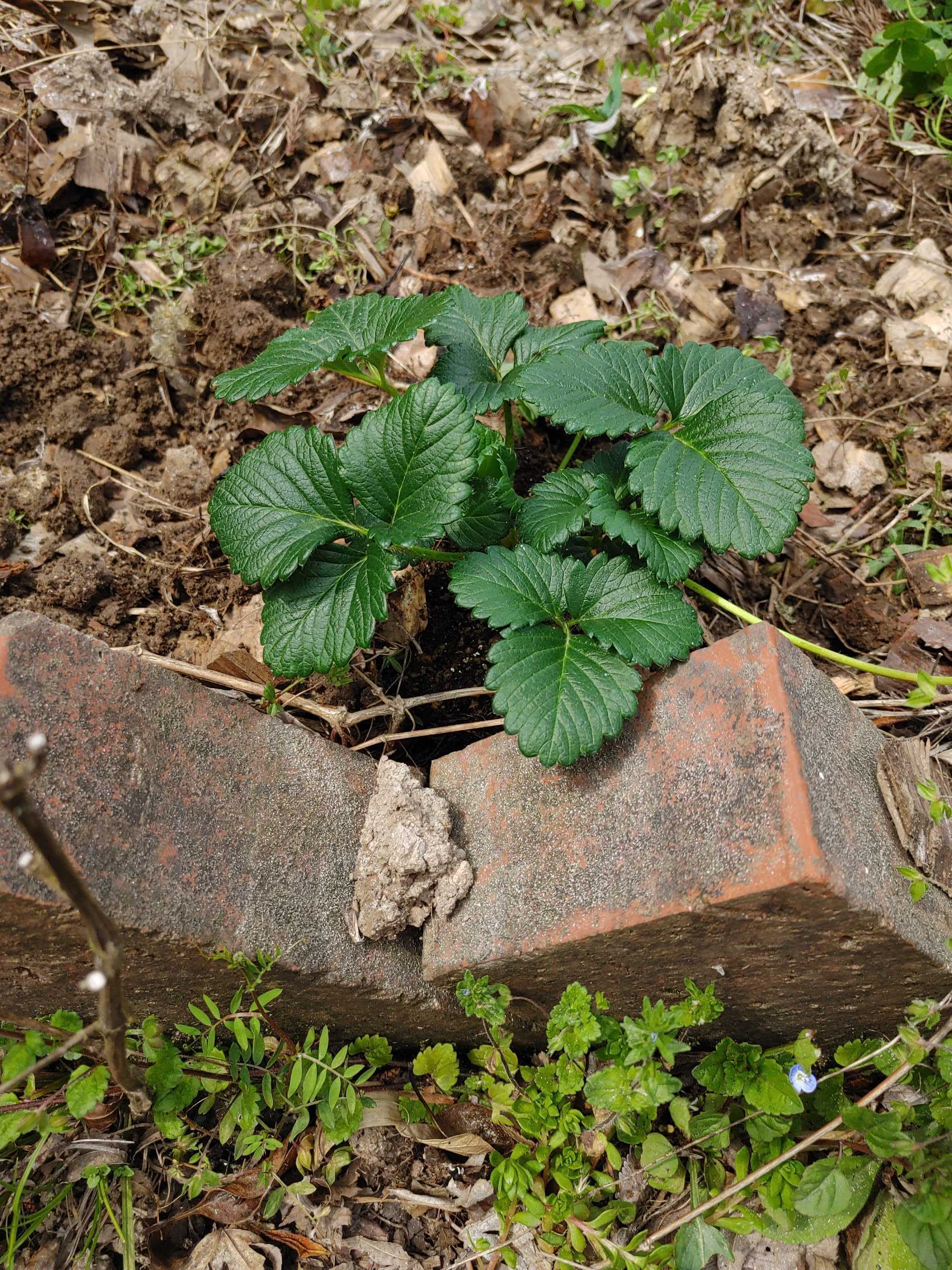 いちごの苗を植えました | ずぼら半農半リフレ - 楽天ブログ