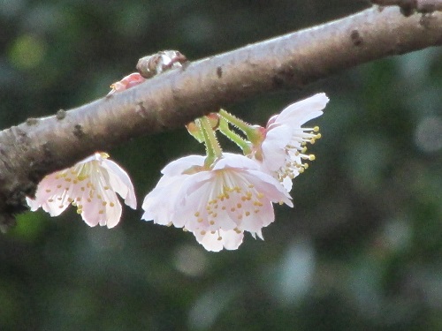 さくら（桜）