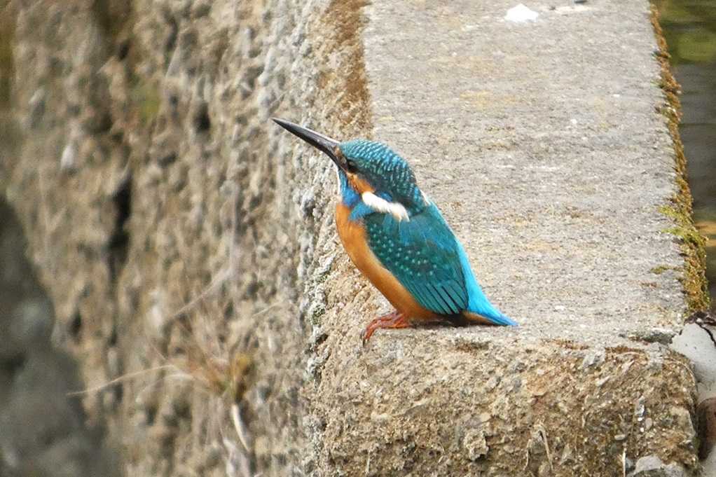 515