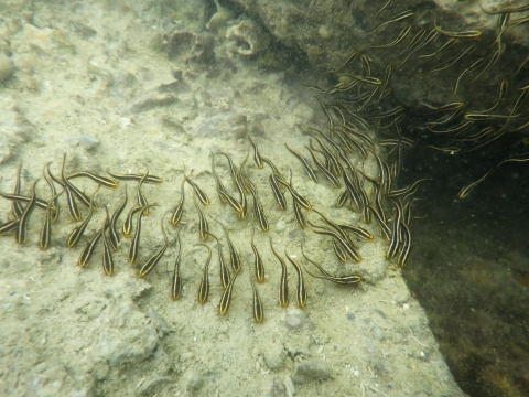 沖縄磯採集2017年9月下旬32　ミナミゴンズイ（Plotosus lineatus）の疑い