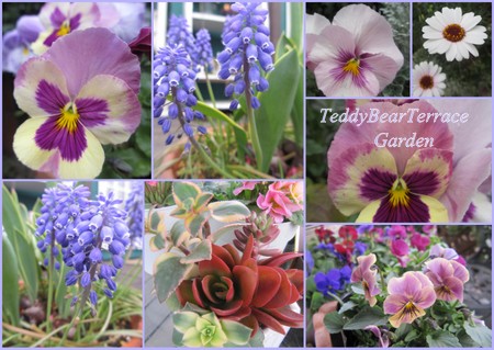 テディベアテラスガーデン２０１２春3.jpg