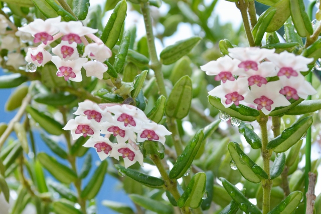 サクララン (2) (640x427).jpg