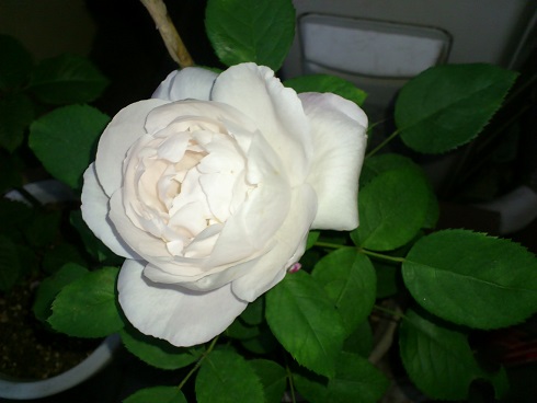 DSC_3962.JPG