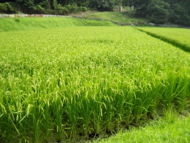 SANY0552 (640x480).jpg