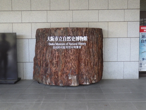 大阪市立自然史博物館2017年9月中旬3　入口