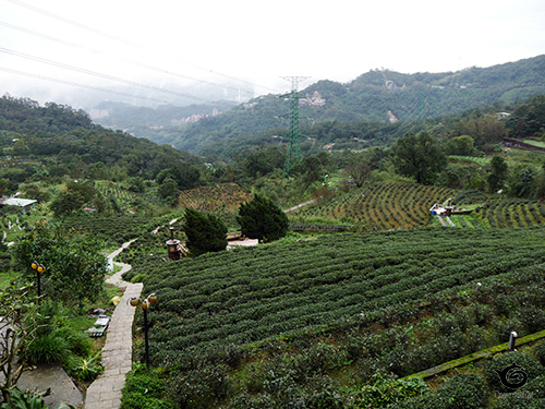 お店の前の茶園風景