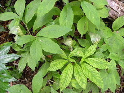 DSCN8930.jpg