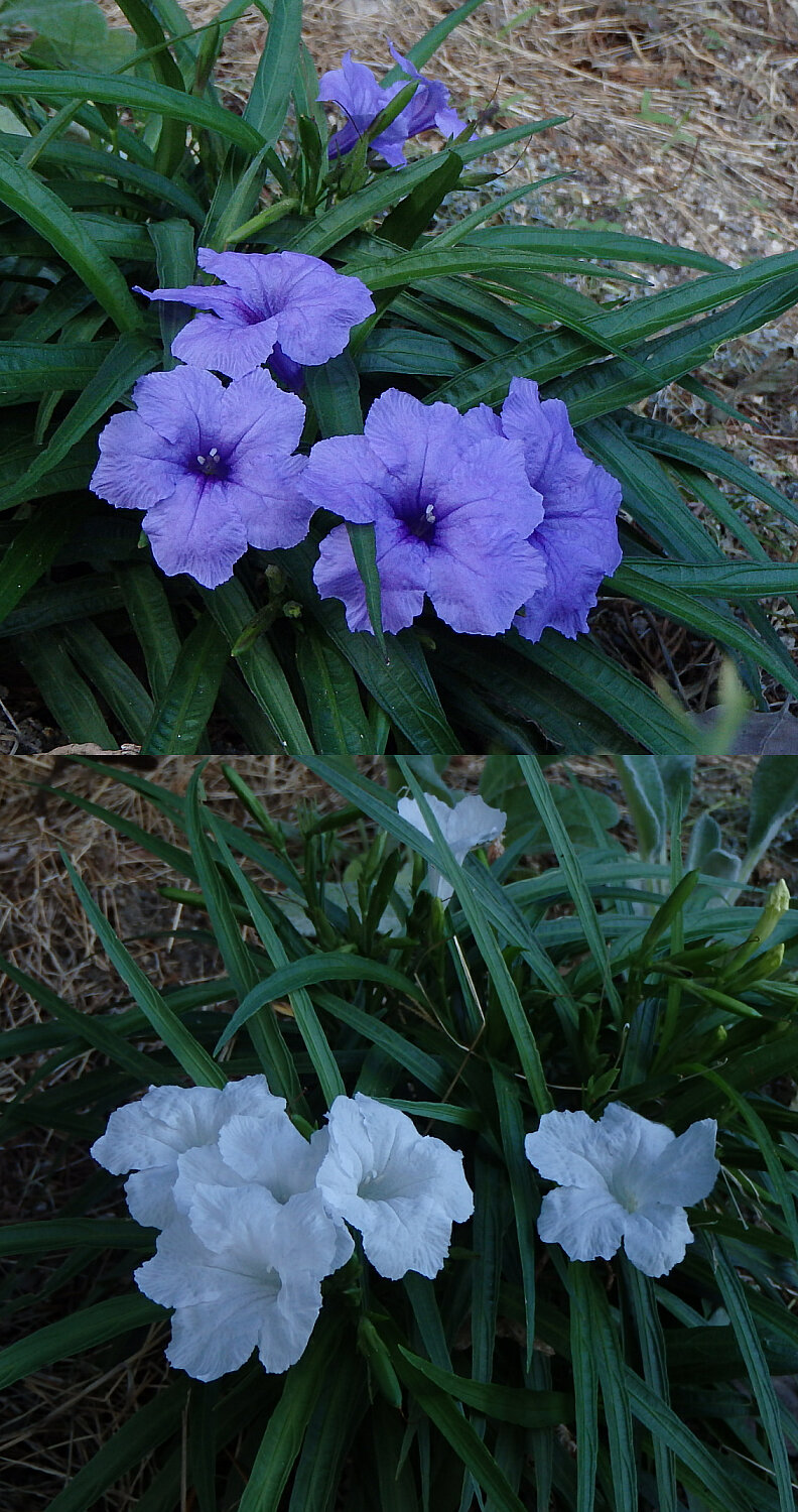 130930青と白の花.jpg