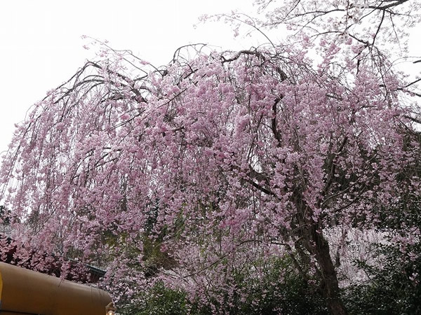 20150402　辻のや花乃庄　桜まつり
