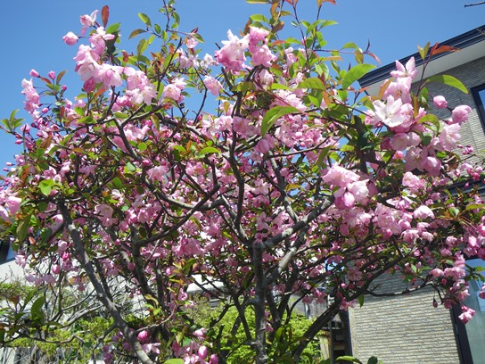 八重桜