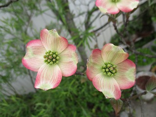 IMG_9345ss.jpg
