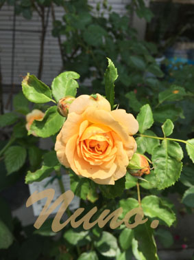 IMG_9794.jpg