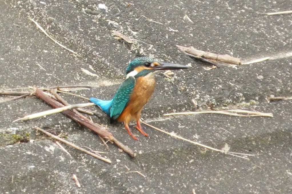 515