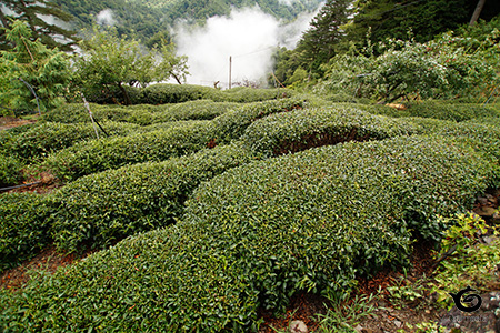 茶園の茶樹