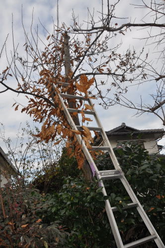 栗の木剪定