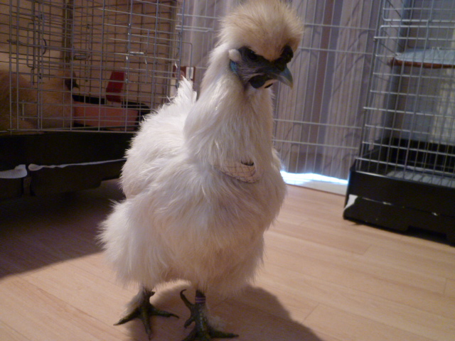 新着記事一覧 ウコッケイといっしょ 楽天ブログ