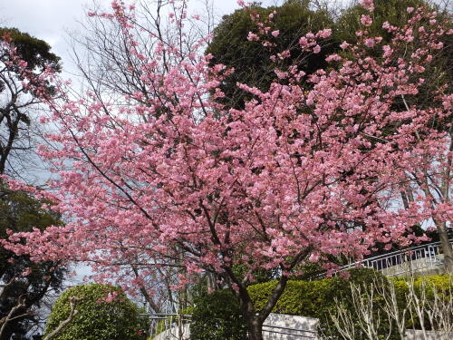 河津桜